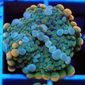 Peach, Green & Blue Ricordea Yuma