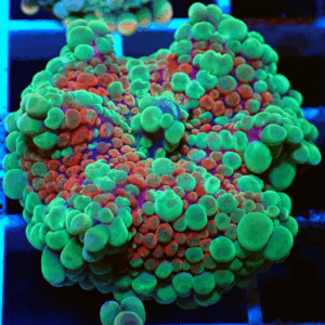 Red, Blue, Green & Purple Ricordea Yuma