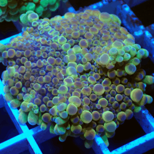 Beautiful Hologram Ricordea Yuma