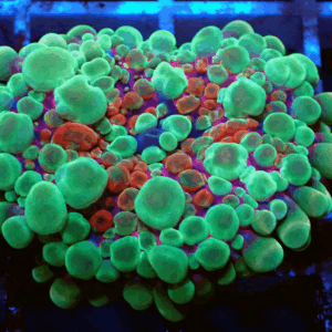 Green, Red & Purple Ricordea Yuma