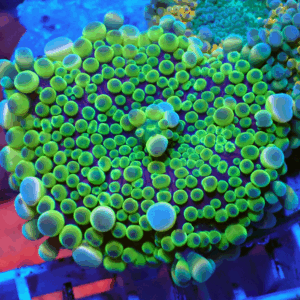 Yellow, Purple & White Ricordea Yuma