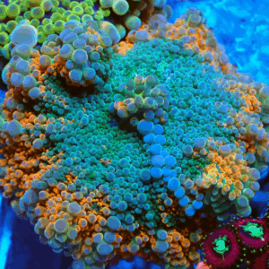 Stunning Large Orange Rim Ricordea Yuma