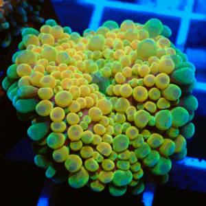 Stunning Gold, Green & Pink Ricordea Yuma