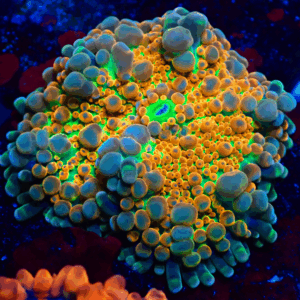 Lovely Bright Orange Ricordea Yuma