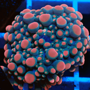 Bright Pink & Cyan Ricordea Yuma