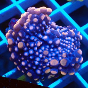 Peach Tipped Ricordea Yuma