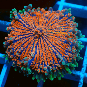 Bright Orange Striped Ricordea Yuma