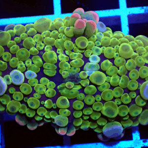 Green with Blue Base Ricordea Yuma