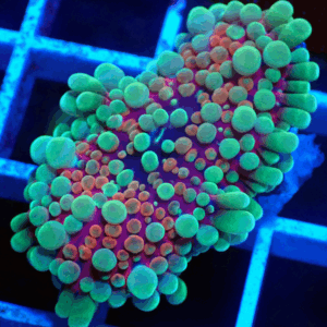 Rainbow Ricordea Yuma