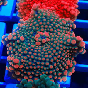 Large Bright Pinky Orange Tip Ricordea Yuma