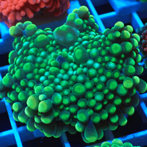 Large Two-Tone Green Tip Ricordea Yuma