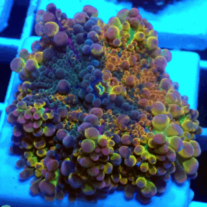 Stunning Rainbow Ricordea Yuma