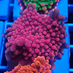 Stunning Pink Ricordea Yuma