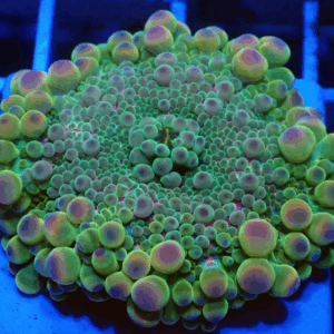 Hologram Rainbow Ricordea Yuma