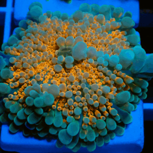 Orange & Green Ricordea Yuma