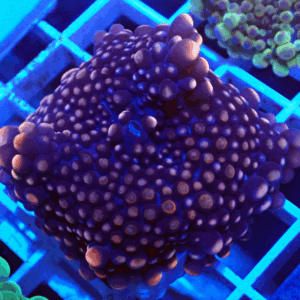 Peach Tipped Ricordea Yuma