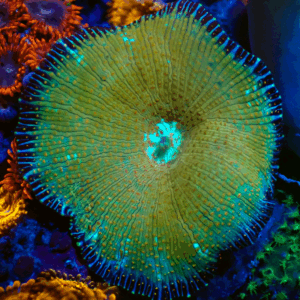 Desert Dream Golden Discosoma