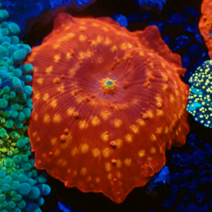 Molten Lava Jawbreaker Discosoma