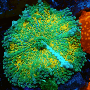 XL Yellow & Green Ricordea Yuma