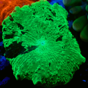 Kryptonite Discosoma