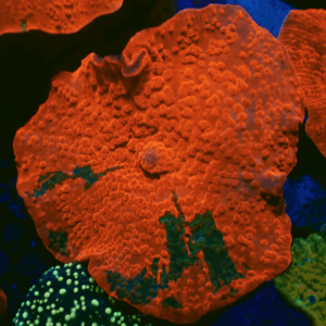 Candy Crush Discosoma