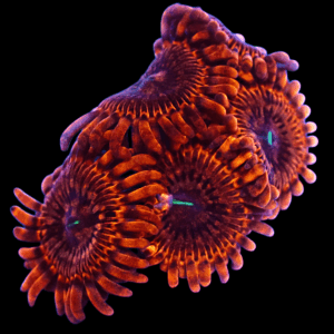 WYSIWYG Organism Zoa Frag