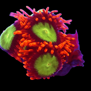 WYSIWYG Goblins on Fire Zoa Frag