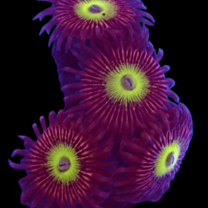 WYSIWYG Candy Apple Purple Zoa Frag