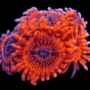 WYSIWYG Organism Zoa Frag