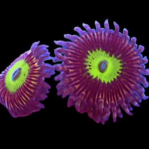 WYSIWYG Candy Apple Purple Zoa Frag