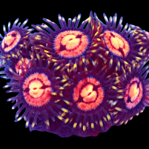 WYSIWYG HGA Acid Blush Zoa Frag