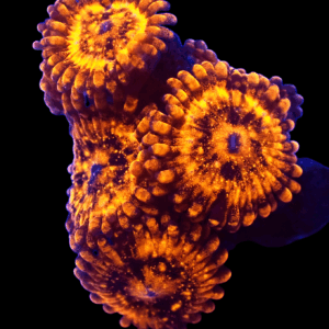WYSIWYG HGA Golden Fandango Zoa Frag