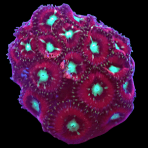 WYSIWYG HGA Toxic Vendetta Zoa Frag