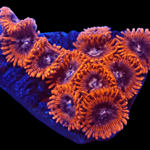 WYSIWYG Speckled Lunars Zoa Frag