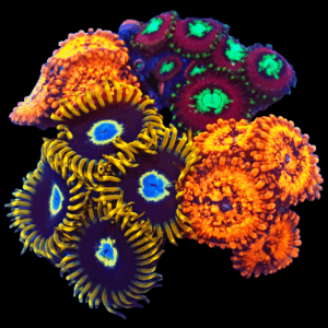 WYSIWYG Mixed Tile Zoa Frag