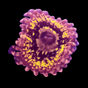 WYSIWYG HGA Golden Pearl Zoa Frag