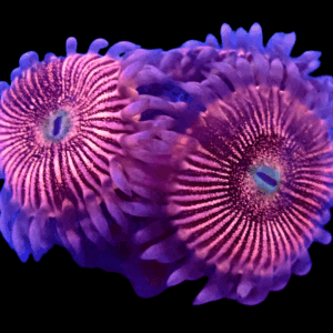 WYSIWYG HGA Peach Snapz Zoa Frag