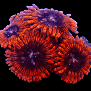WYSIWYG Speckled Lunars Zoa Frag