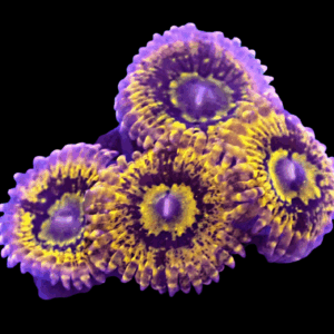 WYSIWYG HGA Golden Pearl Zoa Frag