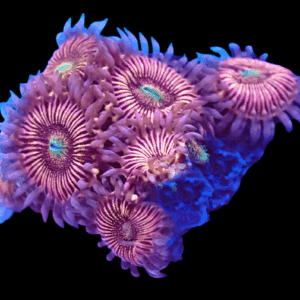 WYSIWYG HGA Peach Snapz Zoa Frag