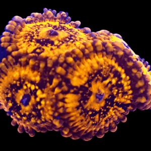 WYSIWYG HGA Golden Fandango Zoa Frag