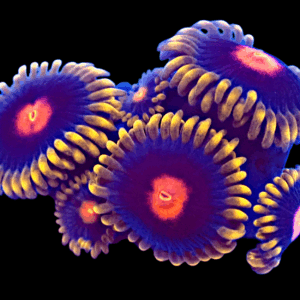 WYSIWYG Blowpops Zoa Frag