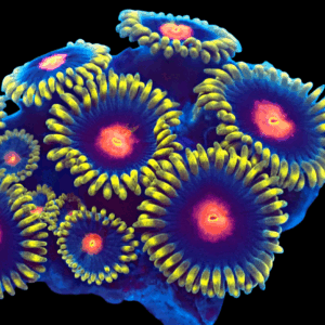WYSIWYG Blowpops Zoa Frag