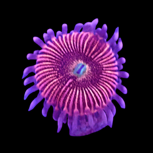 WYSIWYG HGA Peach Snapz Zoa Frag