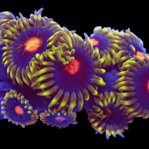 WYSIWYG Blowpops Zoa Frag