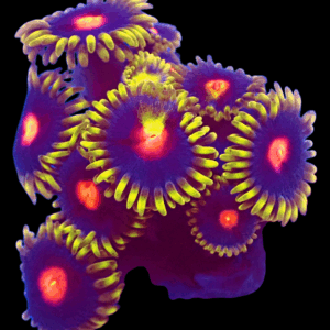 WYSIWYG Blowpops Zoa Frag