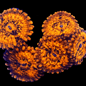 WYSIWYG HGA Golden Fandango Zoa Frag