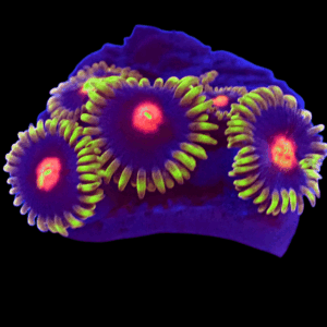 WYSIWYG Blowpops Zoa Frag