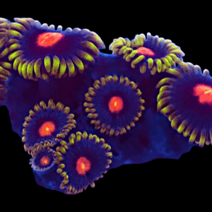 WYSIWYG Blowpops Zoa Frag
