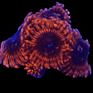 WYSIWYG Speckled Lunars Zoa Frag